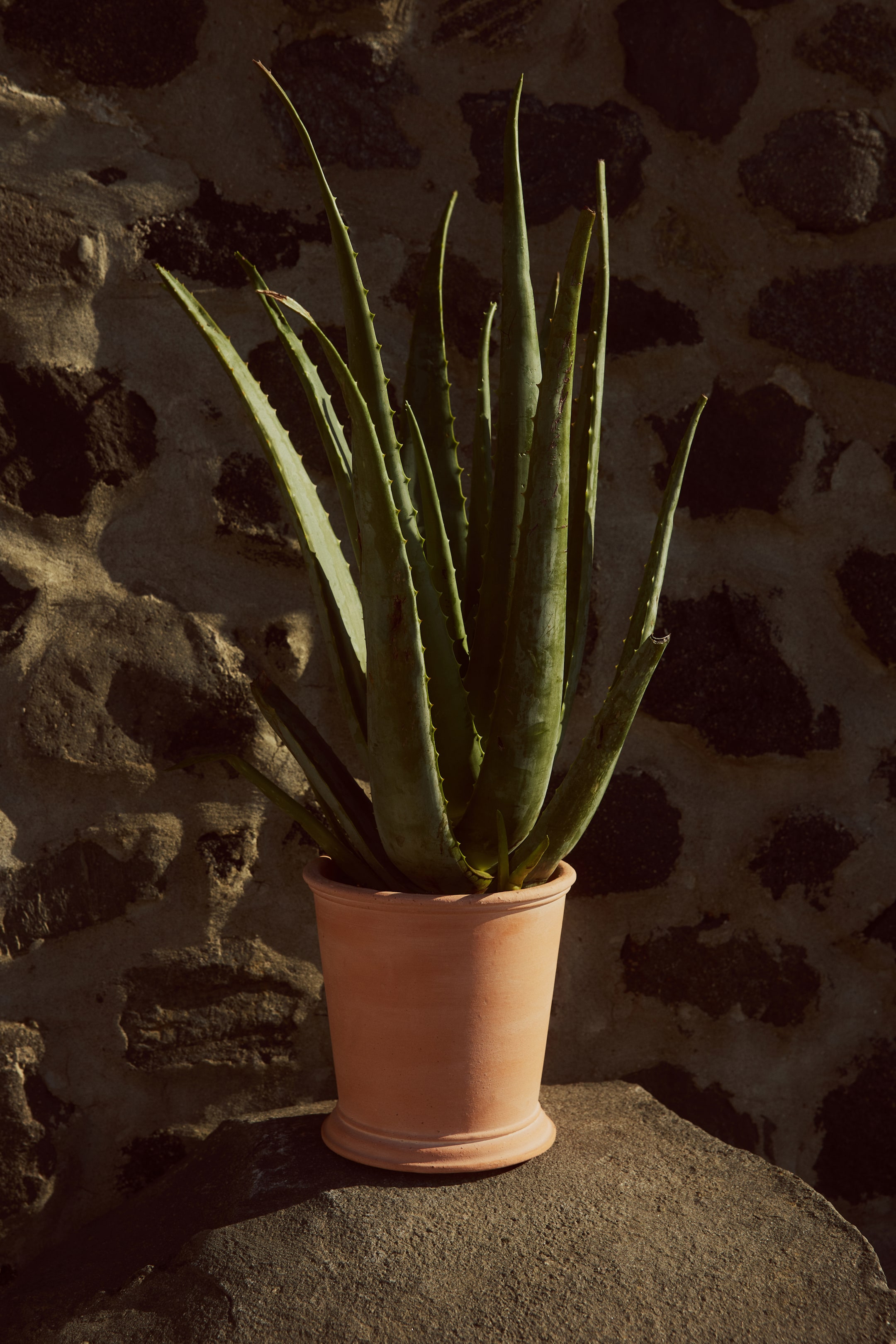 Größeres Bild ansehen: Eine Aloe-Vera-Pflanze präsentiert sich mit zahlreichen langen, fleischigen grünen Blättern mit gezackten Rändern, die aus einem runden, unglasierten Terrakotta-Topf mit dezent geriffeltem Sockel hervortreten.