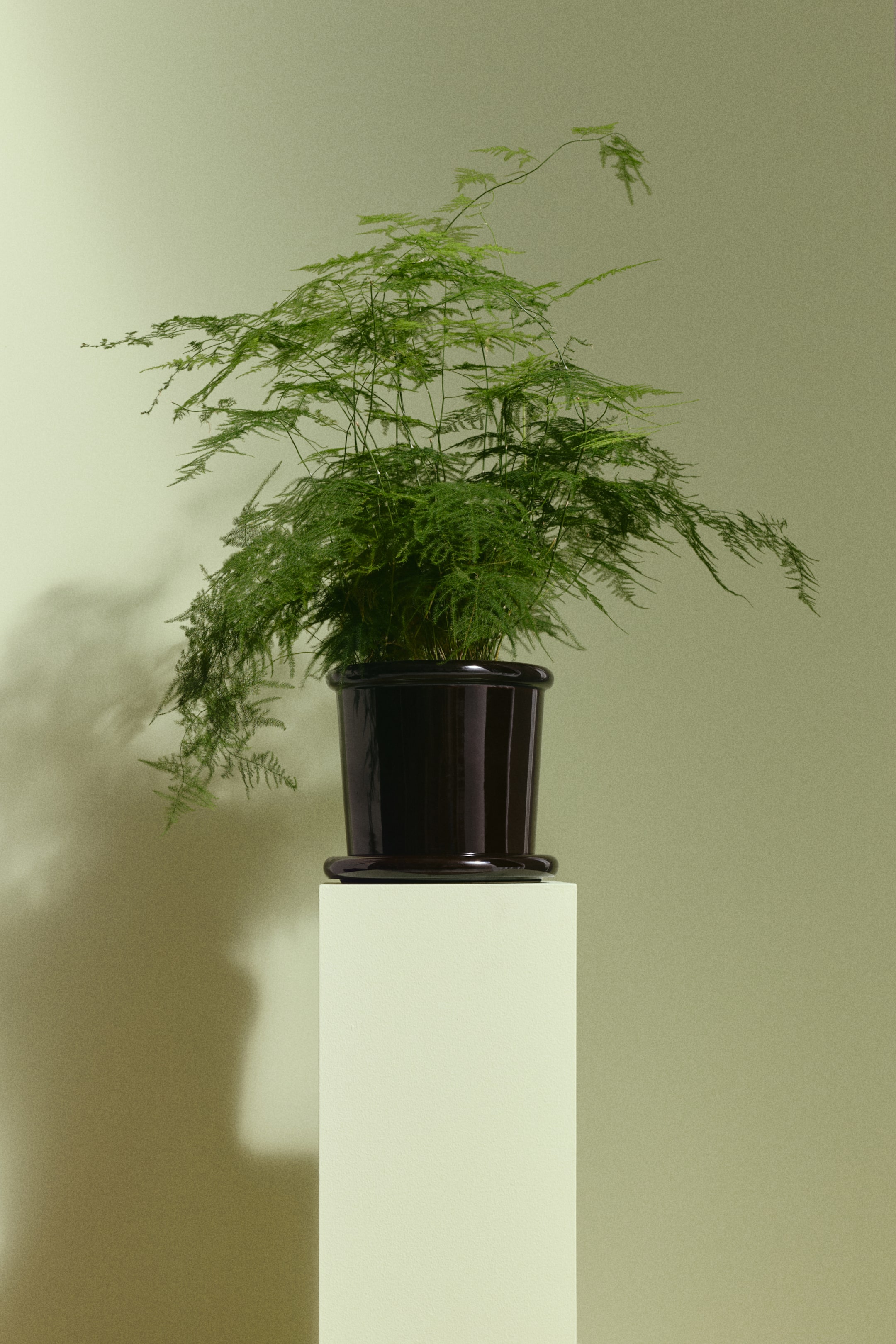 Agrandir l'image: Une fougère asparagus d'un vert éclatant et luxuriant pousse dans un pot cannelé, sombre et brillant. Le feuillage délicat de la fougère s'étend vers l'extérieur et vers le bas, et le pot repose sur un piédestal rectangulaire de couleur claire.