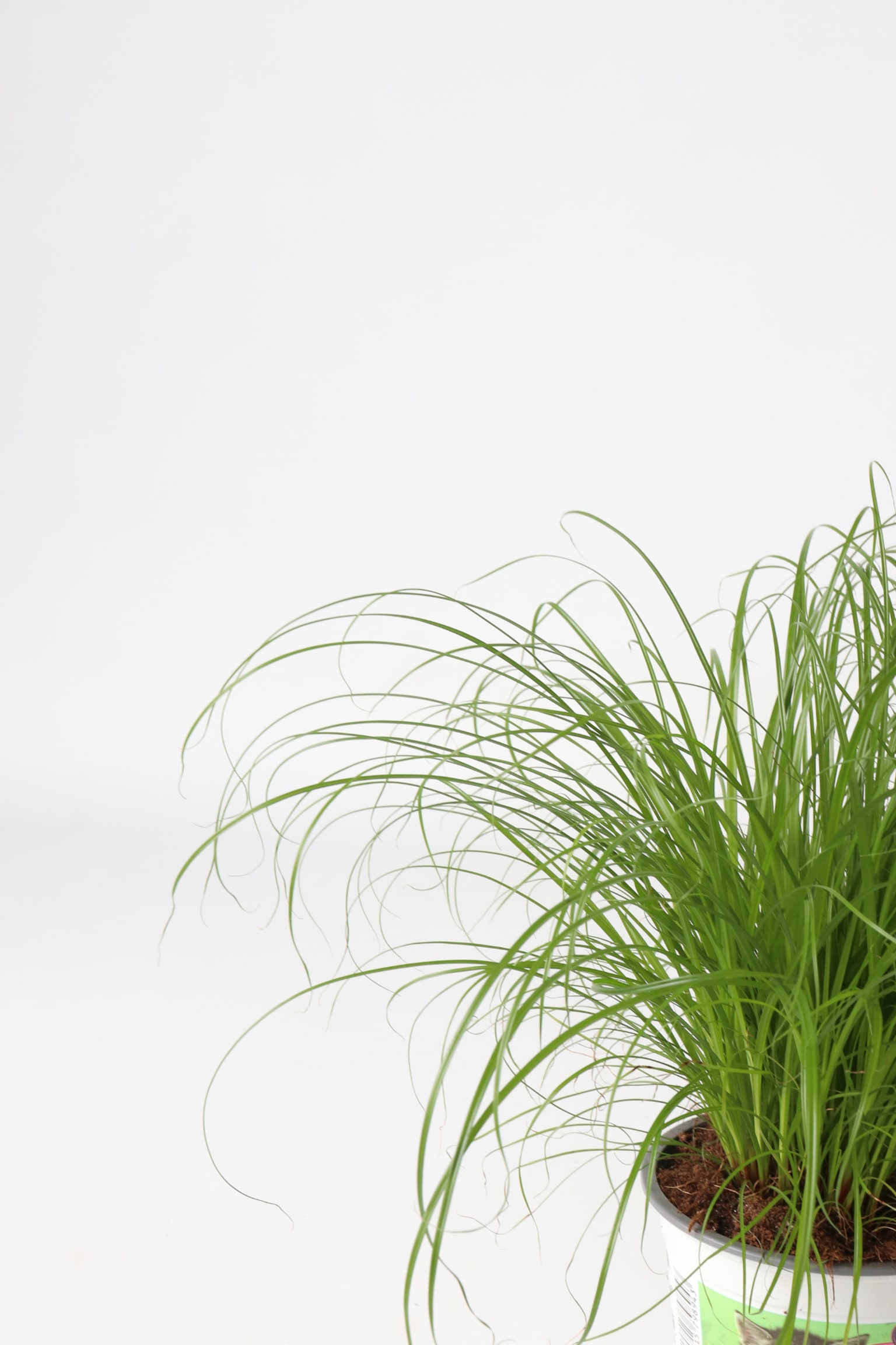 Cyperus Catgrass - Set Of 4 - H 30cm - 2