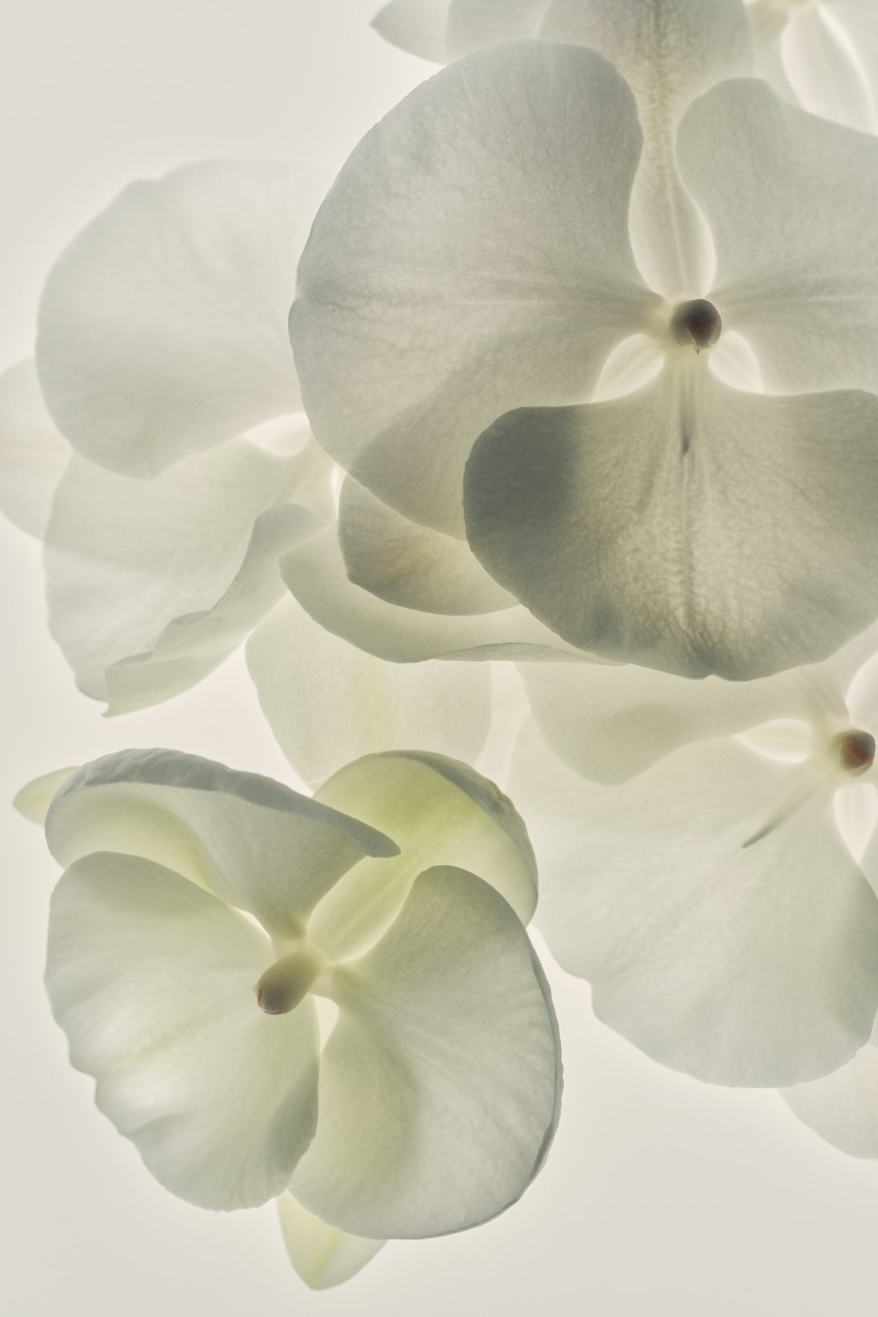 Creative Visionary Fragrance - image 4