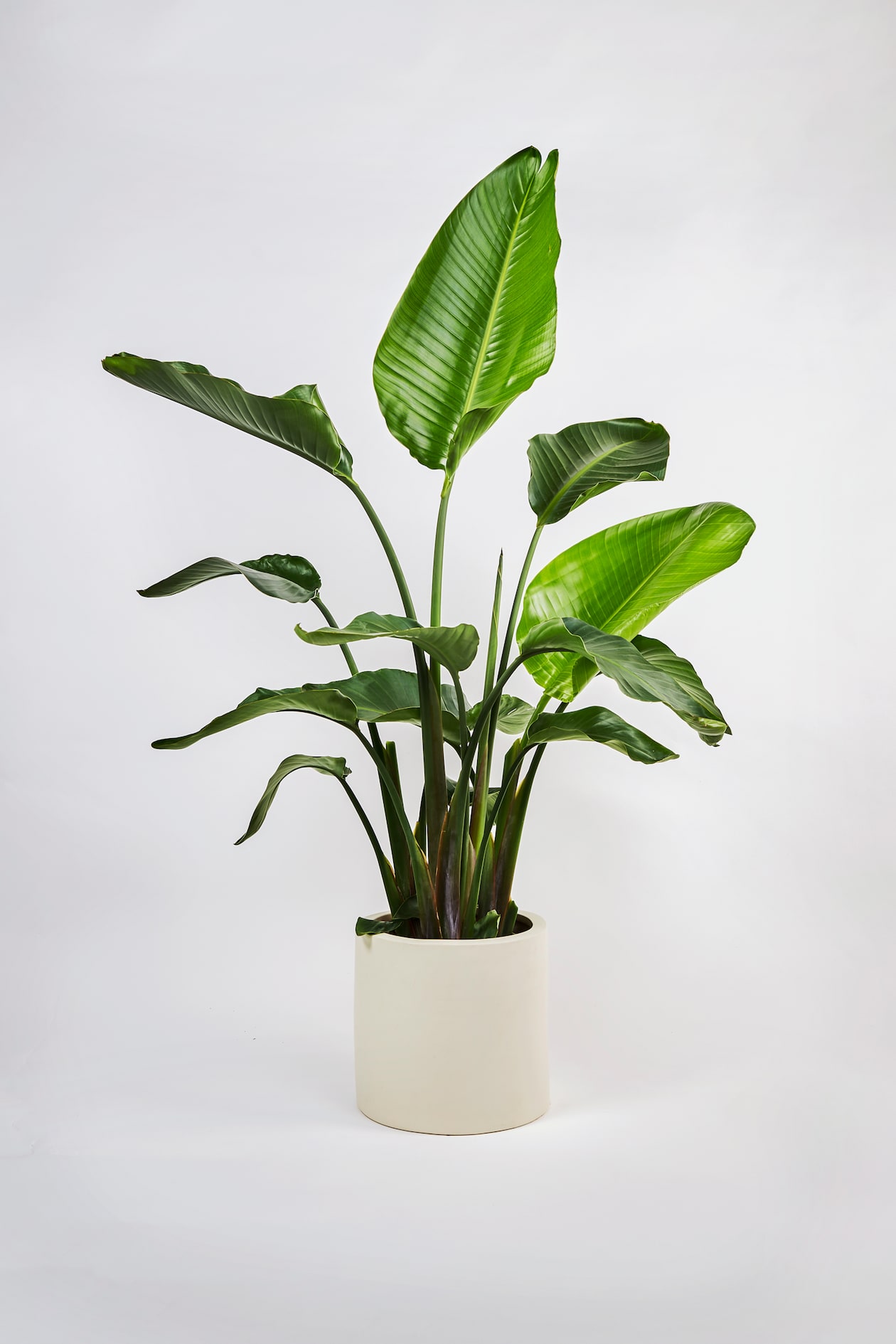 Bird Of Paradise - H120cm - Beards & Daisies - Home All | H&M GB