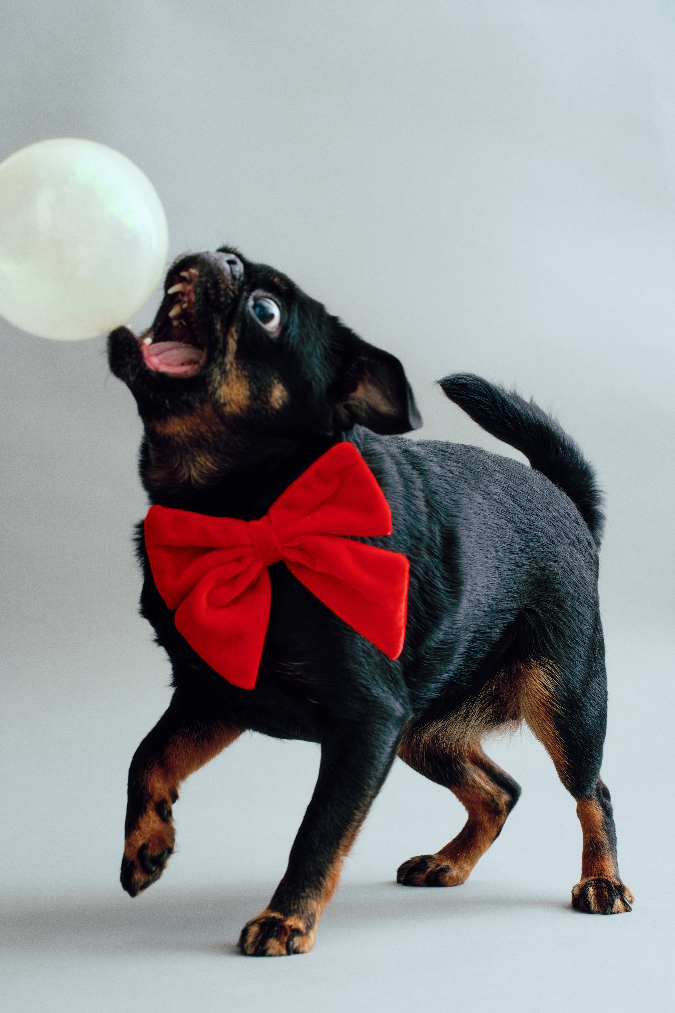Hundfluga