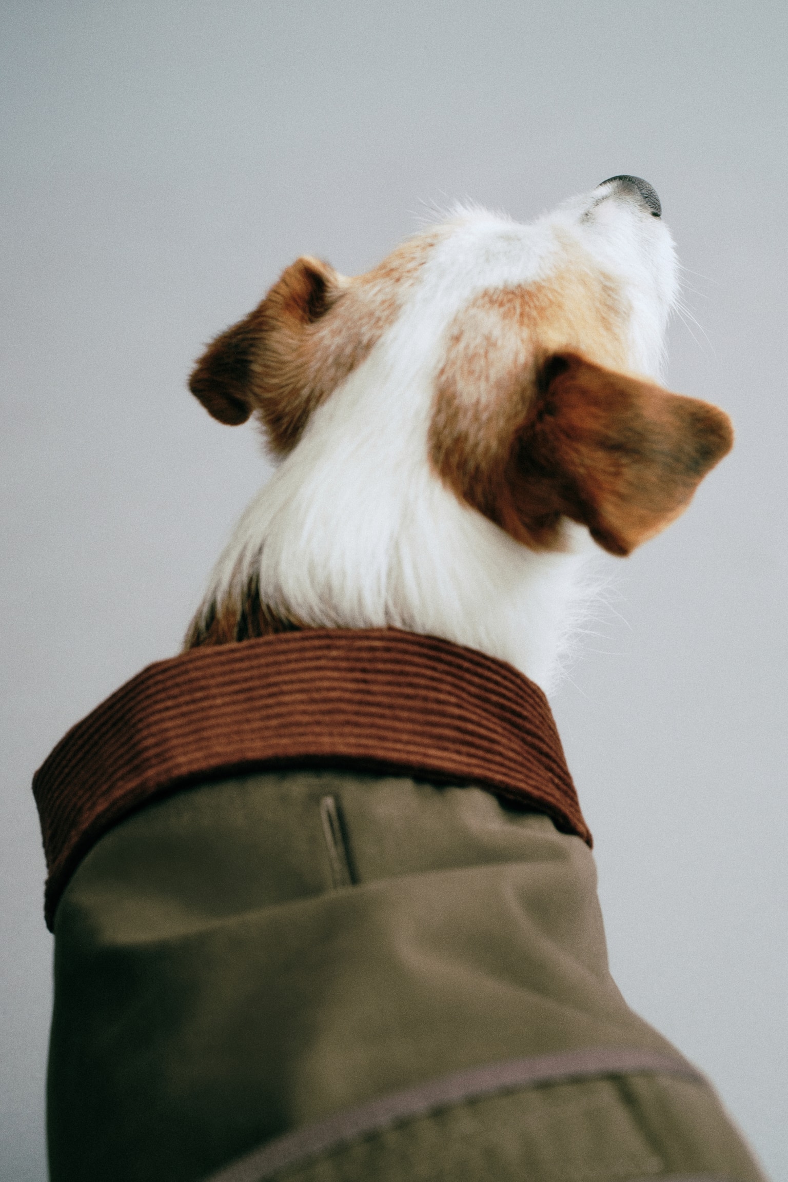 Waxed dog coat - Dark khaki green/Rust red/Brown - 1
