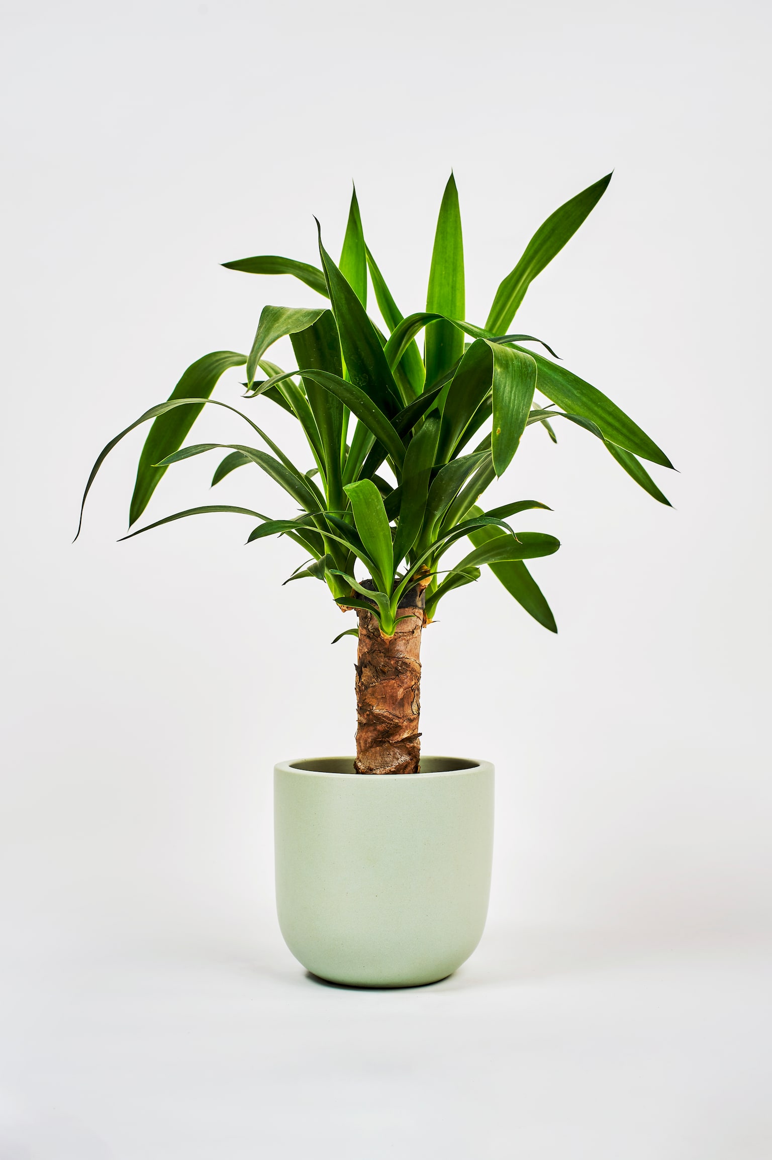 Yucca - H45cm - 1