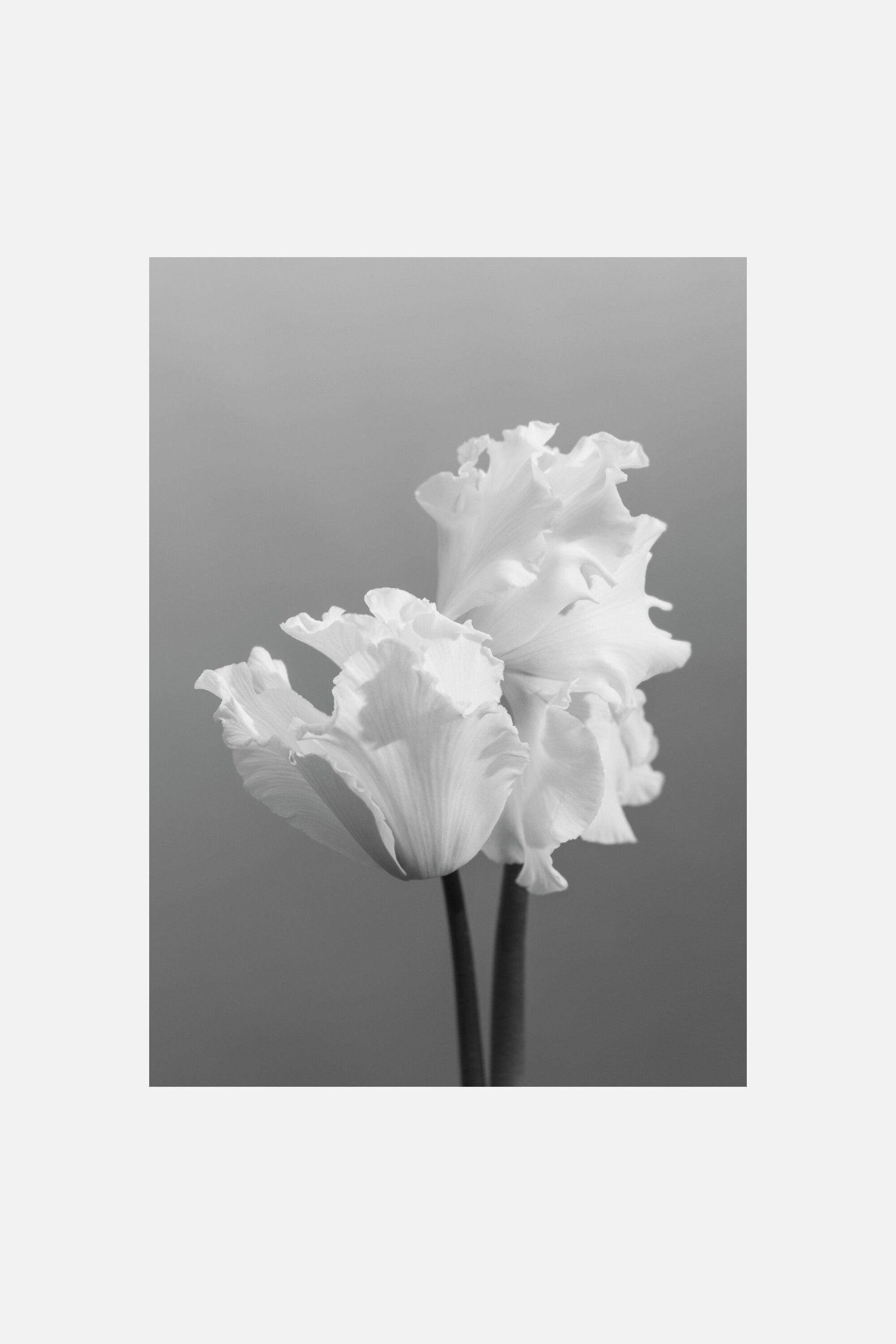 Poster & Frame - A Blooming Affaire - The Cyclamen - Flower - size: 30x40