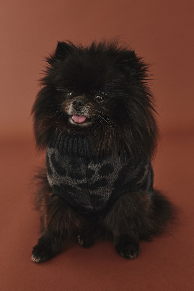 Pull jacquard pour chien-Noir/imprimé léopard - 7