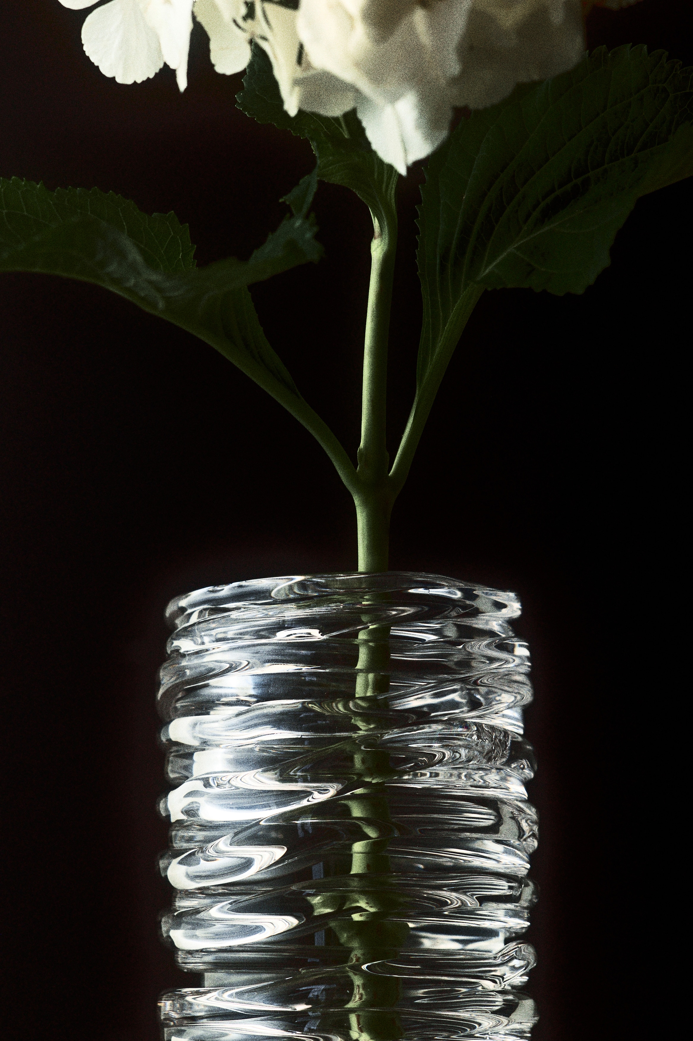 Glass vase - Transparent