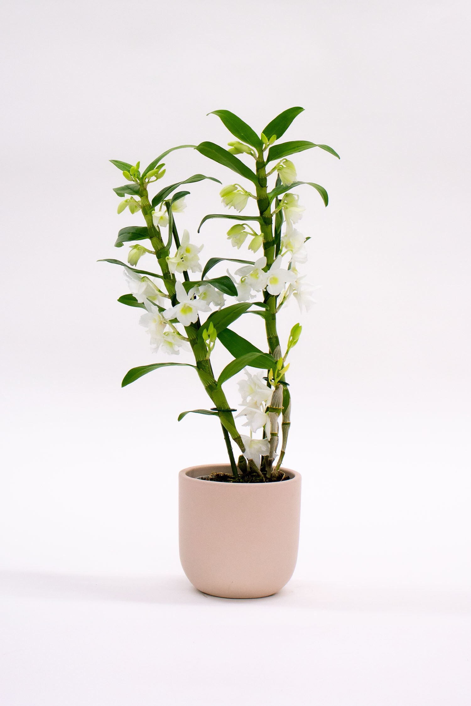 Beards & Daisies - Bamboo Orchid - H50cm