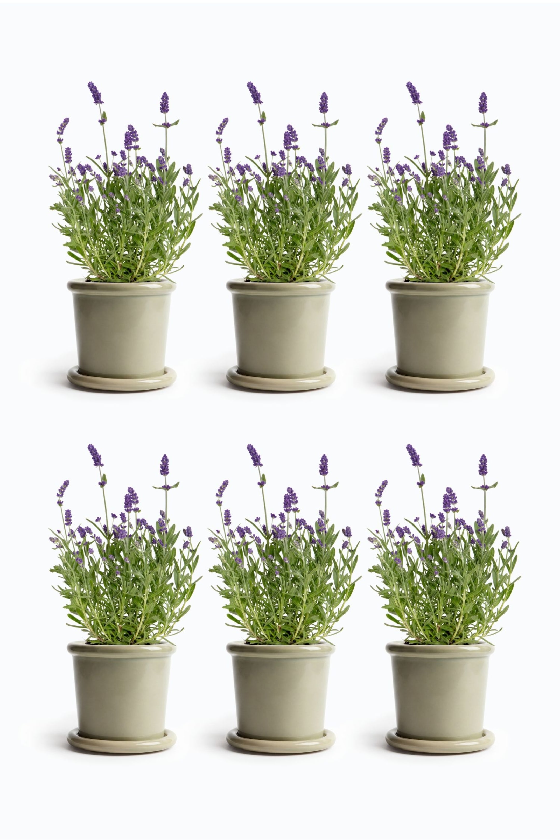 Größeres Bild ansehen: Lavendelstrauch - 6er-set - H 10cm - Bloomique - Home All | H&M DE 1
