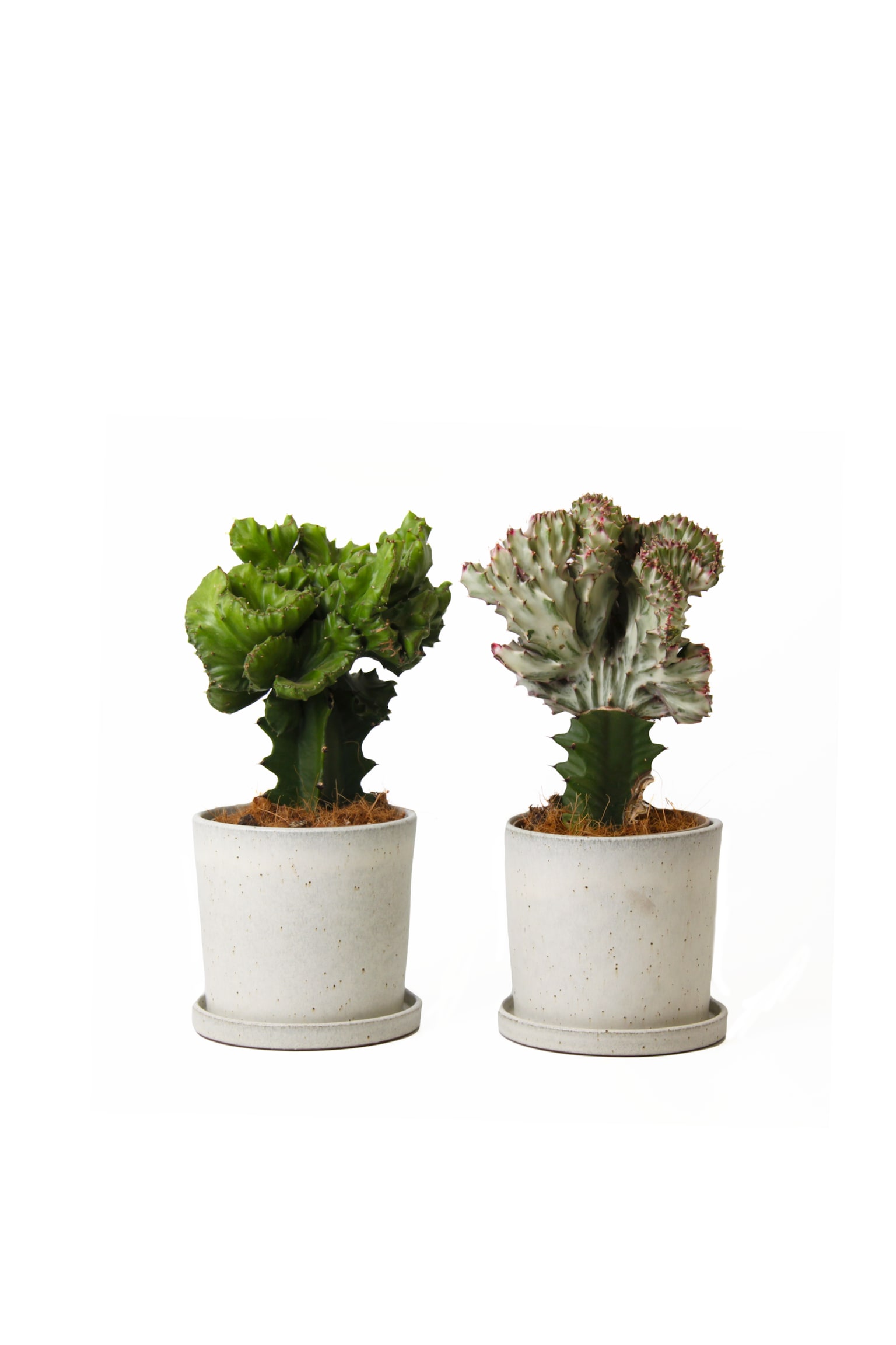 Euphorbia Lactea Mix - Set Av 2 - H 25cm - 1