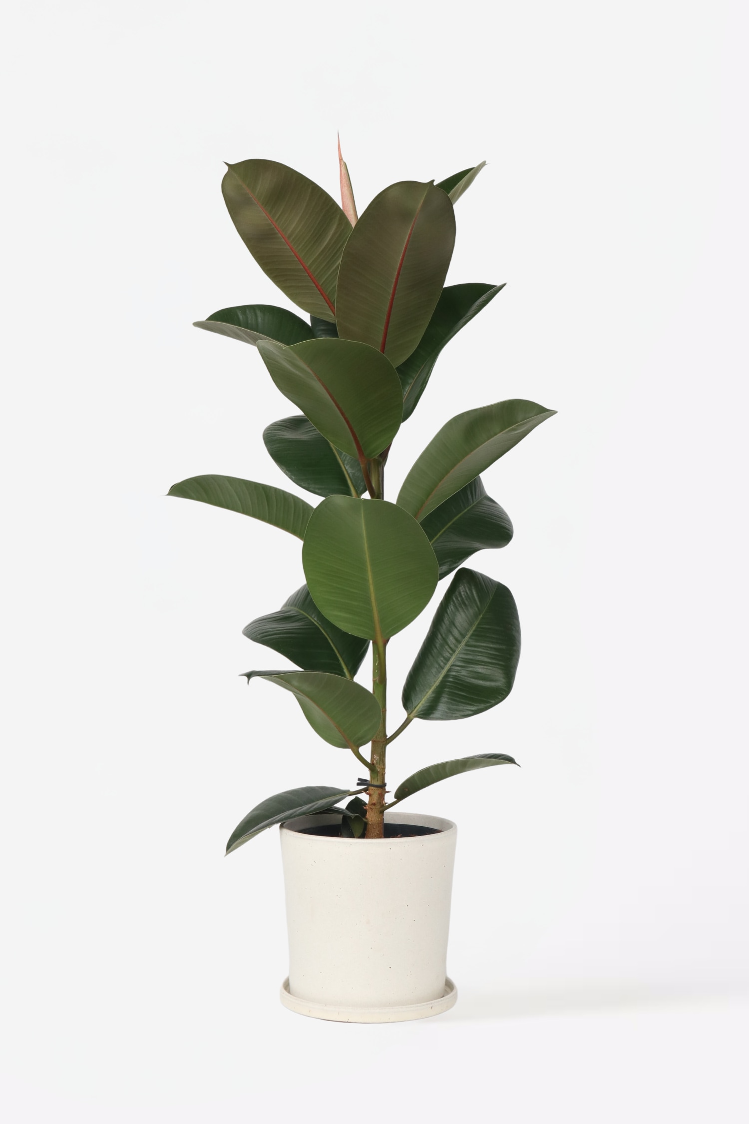 Ficus Elastica Robusta - H 80cm