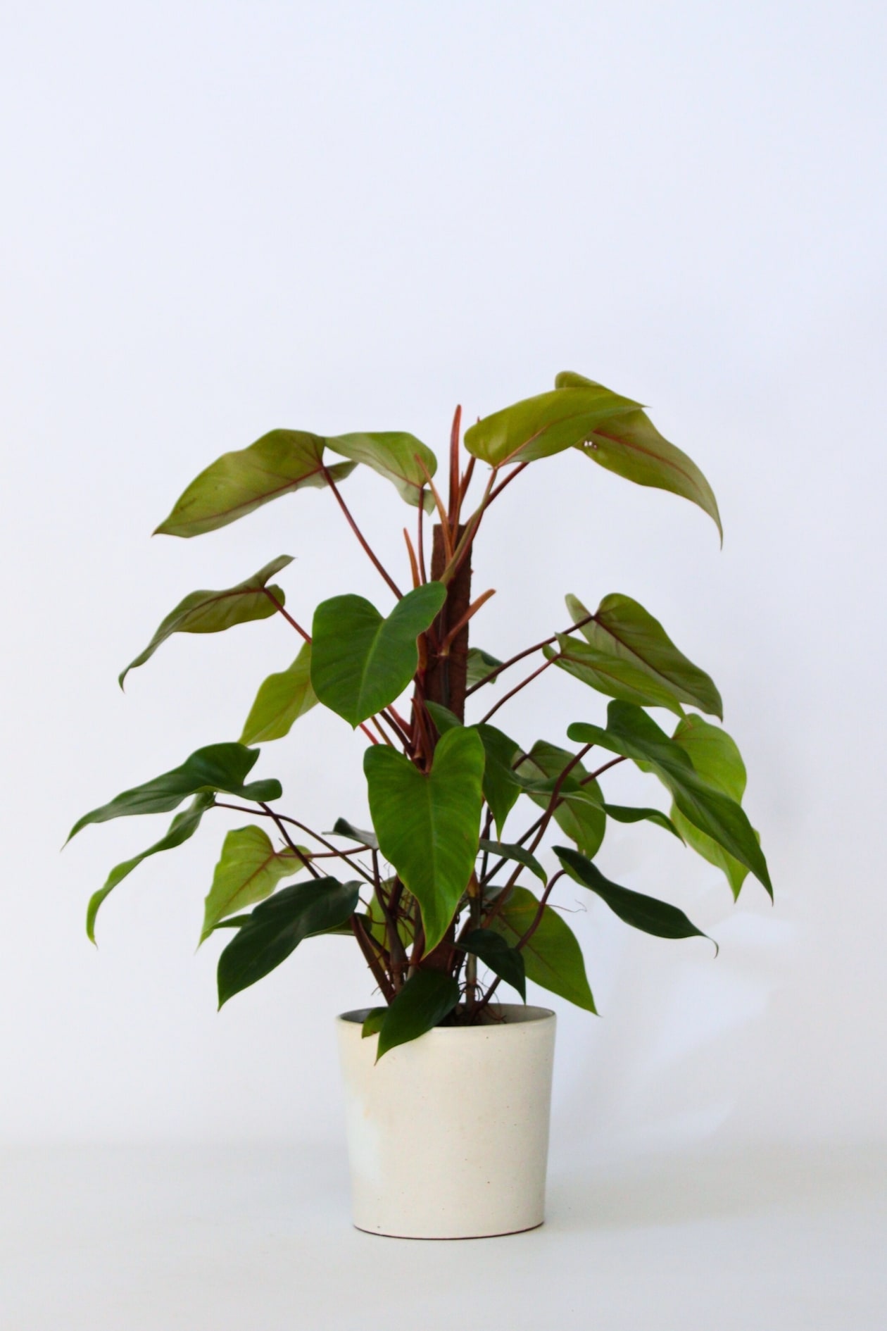 bonsai baum ginseng Ficus Ginseng mit Übertopf XL – vielgrün main image 1
