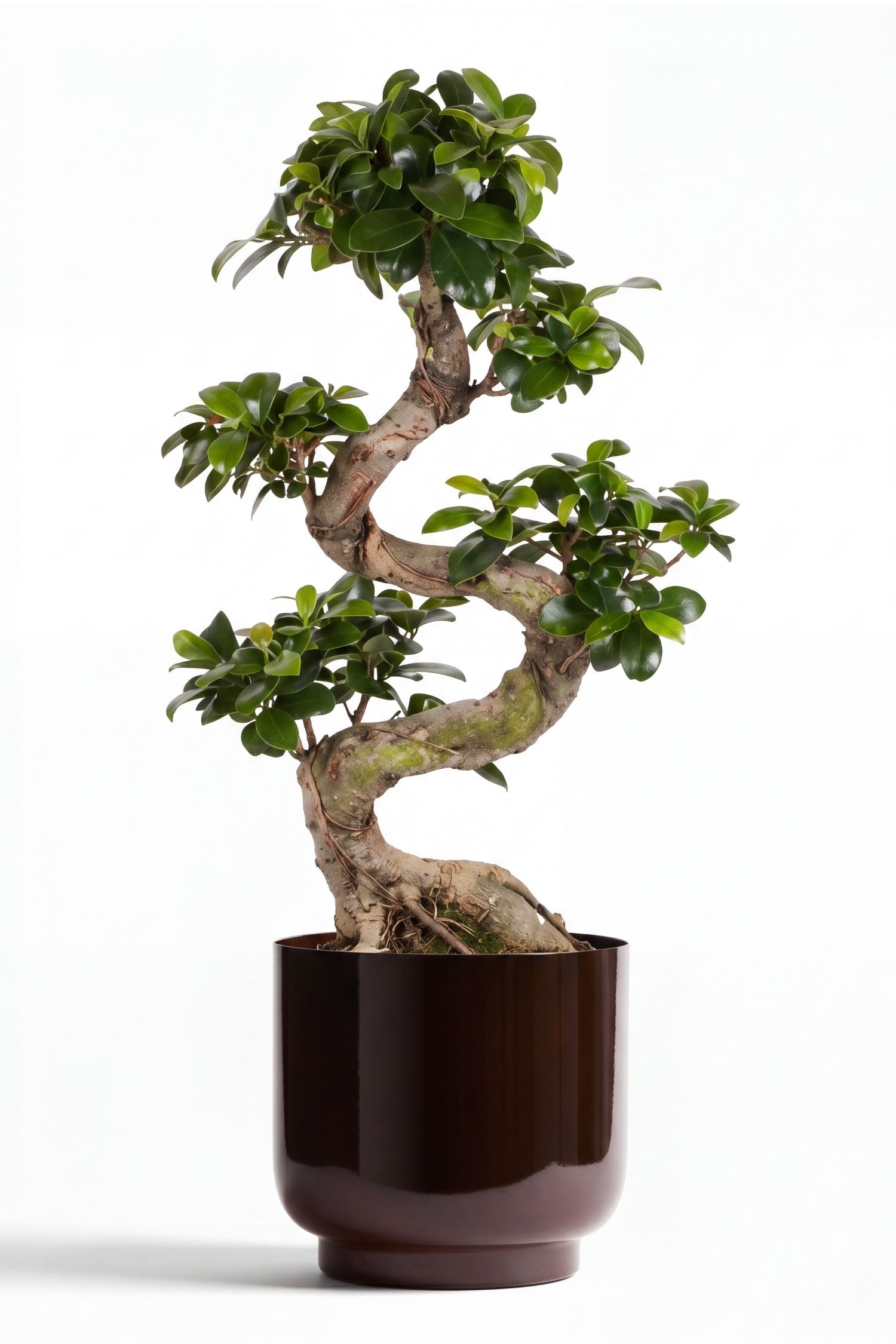 Bonsai giapponese - H 60cm