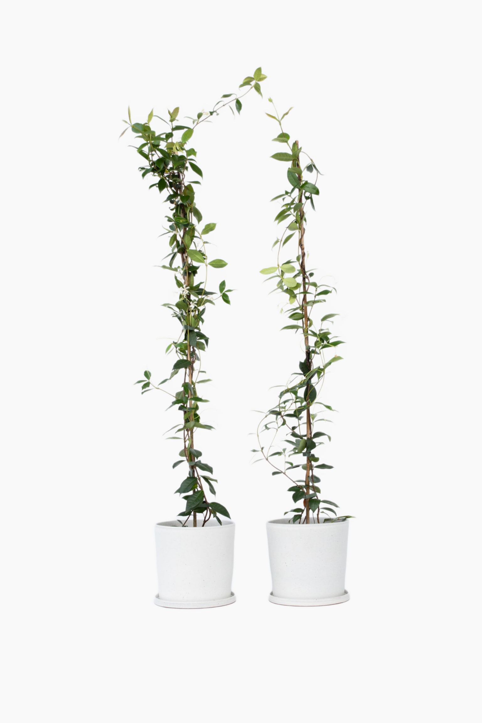 Toscaanse Jasmijn - Set Van 2 - H 110cm