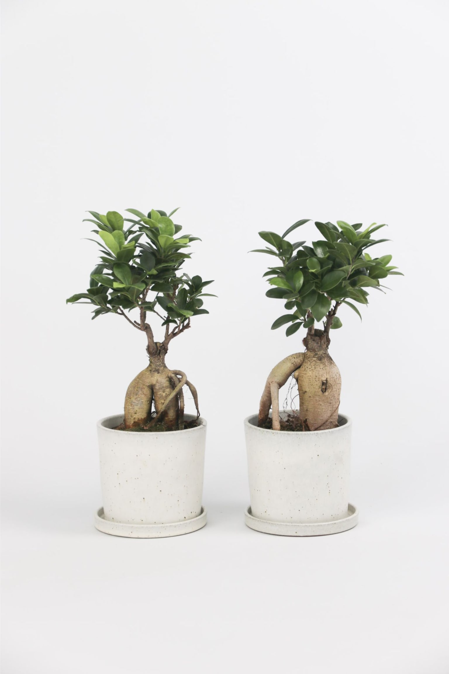 Ficus Ginseng - Set Av 2 - H 30cm - 1