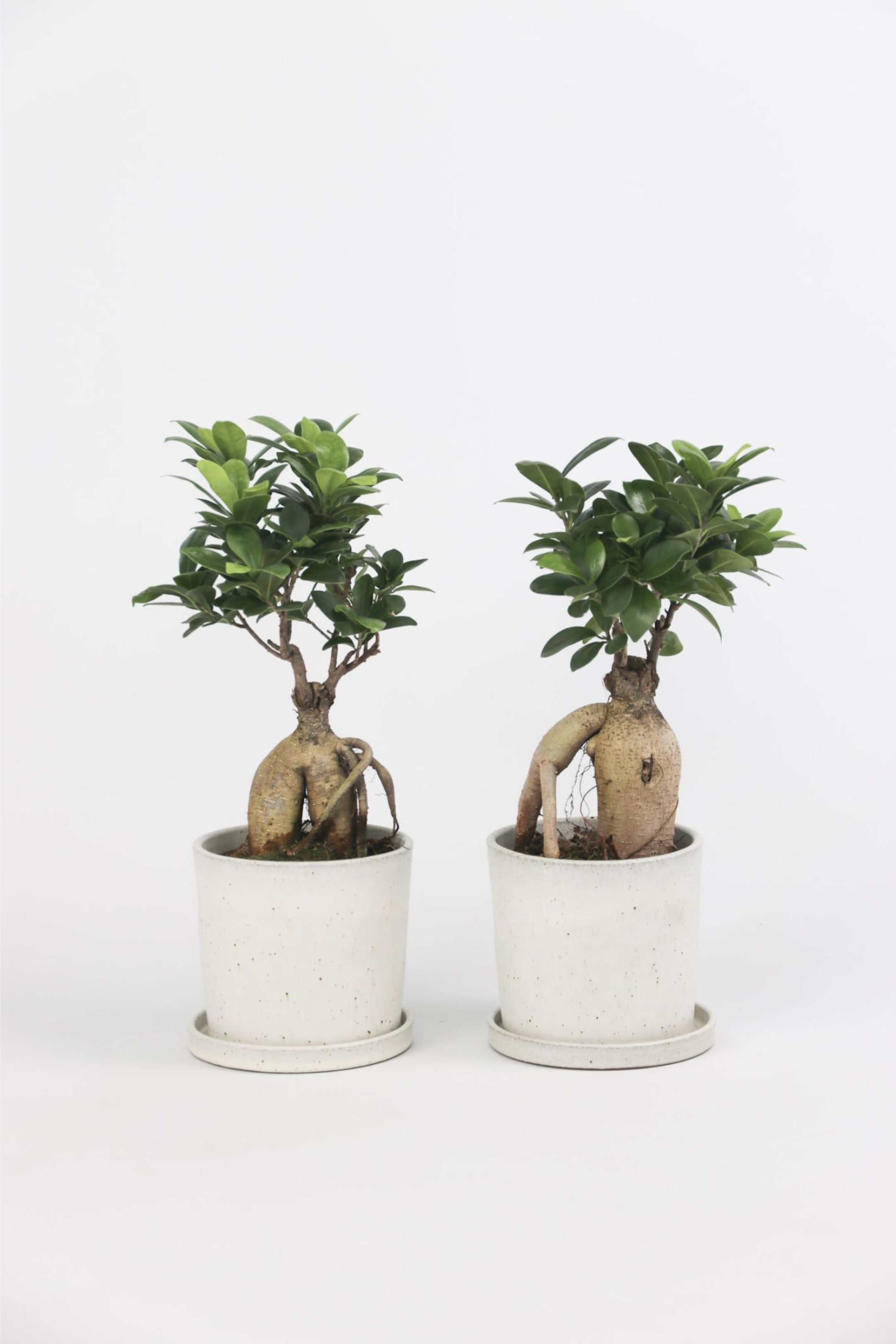 Ficus Ginseng - Set Av 2 - H 30cm - Home All | H&M SE 1