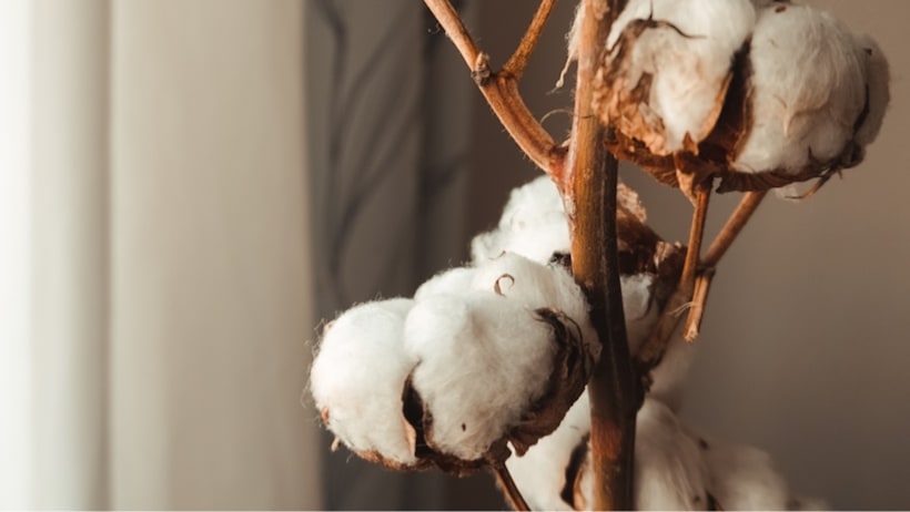 Our cotton, Organic, recycled, BCI cotton